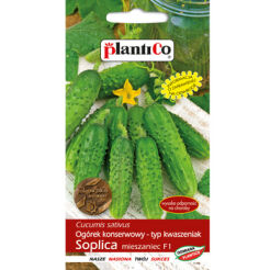 PlantiCo Ogórek konserwowy Soplica F1