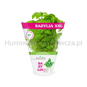 Baziółka Bazylia Xxl Doniczka Polska 1Szt 