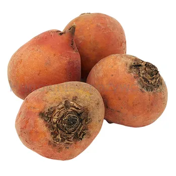 Burak Żółty Holandia 5Kg