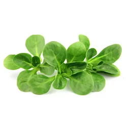 Bio Roszponka Włochy 100G