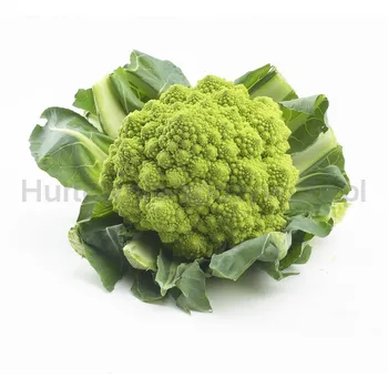 Kalafior Romanesco Włochy 1Szt