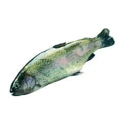 Pstrąg Tęczowy PatroSzampony 0,8-1,2Kg