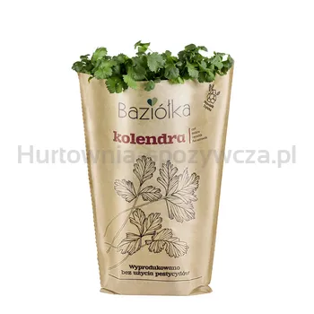 Baziółka Kolendra Doniczka (Szt)