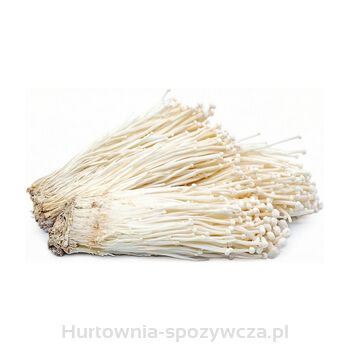 ENOKI PŁOMIENNICA ZIMOWA KOREA POŁUDNIOWA 100G