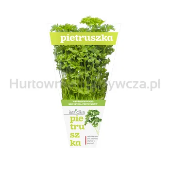 Baziółka Pietruszka Doniczka Polska (Szt)
