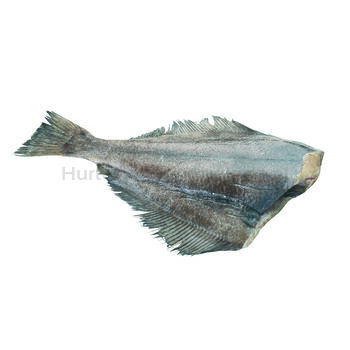 Halibut Tusza (1-2 Kg)