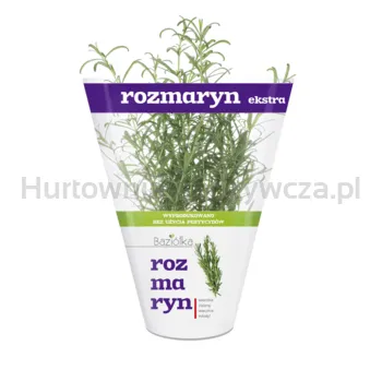 Baziółka Rozmaryn Doniczka Polska 1Szt 