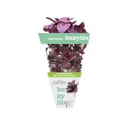 Bazylia Czerwona Doniczka Polska (Szt)