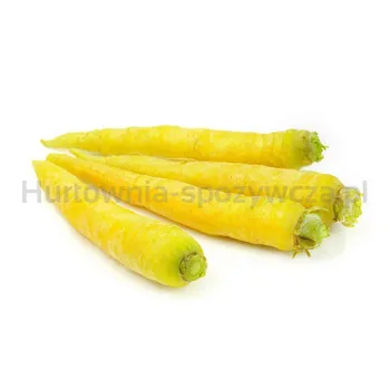 Marchew Żółta Holandia kg