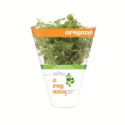 Oregano Doniczka Polska (Szt) Baziółka