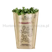 Baziółka Kolendra Doniczka (Szt)