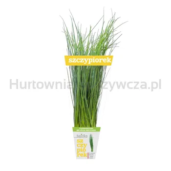 Baziólka Szczypiorek Doniczka (Szt)