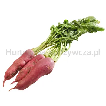 Rzodkiewka Dł Czer Włochy 1Szt