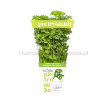 Baziółka Pietruszka Doniczka Polska (Szt)