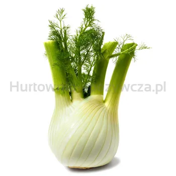 Koper Włoski Włochy 5Kg