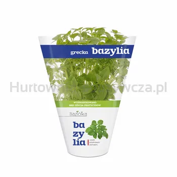Bazylia Grecka Doniczka (Szt)