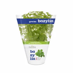 Bazylia Grecka Doniczka (Szt)