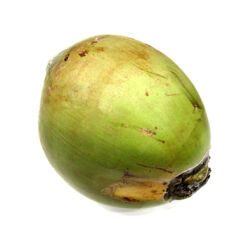 Orzech Kokosowy Wybrzeże Kości Słoniowej 1Szt