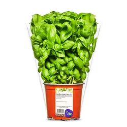 Bazylia Duża Doniczka Polska (Szt) Plant Love