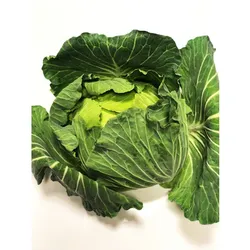 Kapusta Biała Wczesna Macedonia 1Szt