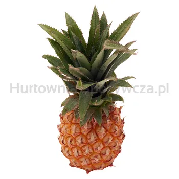 Ananas Baby Mauritius szt.