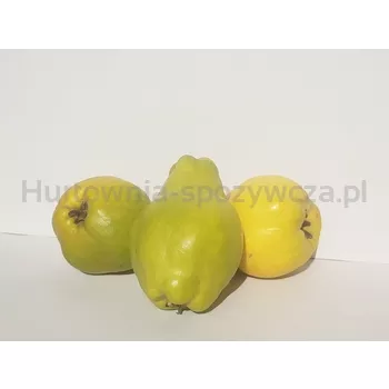Pigwowiec Polska kg