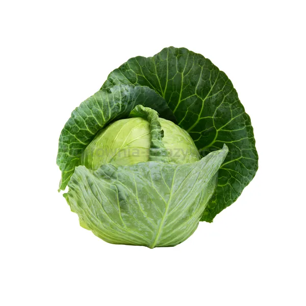 Kapusta Biała Wczesna Włochy (Szt)