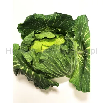 Kapusta Biała Wczesna (6) Włochy 1Szt
