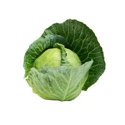 Kapusta Biała Wczesna Włochy (Szt)