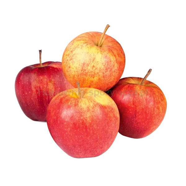 Jabłka Jonagored Kg