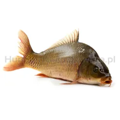 Karp Patroszony Około  (1-2Kg)