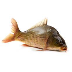 Karp Patroszony około  1-2Kg