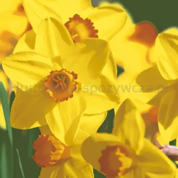 Paper + Design Serwetki 3 Warstwowe 33X33 Cm Yellow Daffodils 20 Szt.