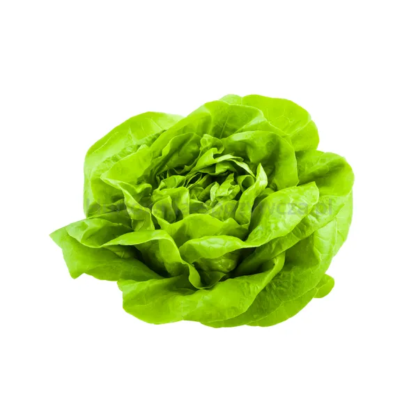 Sałata Masłowa Klasa I Włochy Szt