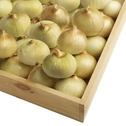 Cebula Cukrowa Hiszpania Luz