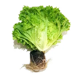 Sałat Lol Bion Z Br Kli 1Szt