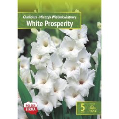 Kapers Gladiolus Mieczyk White Prosperity 12/14 5szt.