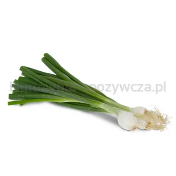 Cebula Dymka Pęczek szt.