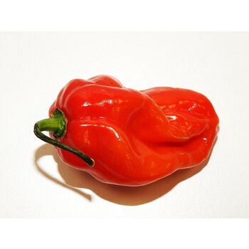 Papryka Ostra Cerolina Reaper HOLANDIA 50G