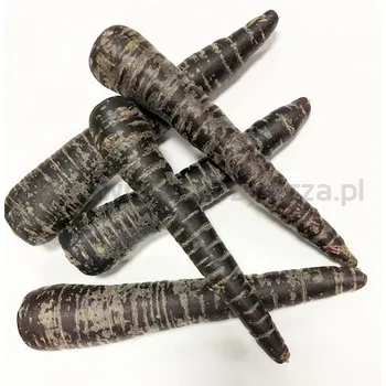 Marchew Fioletowa Holandia 5Kg