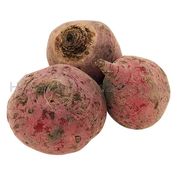 Burak Chioggia Holandia kg