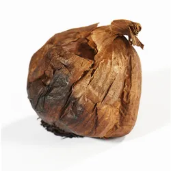 Czosnek Czarny Hiszpania 1Szt