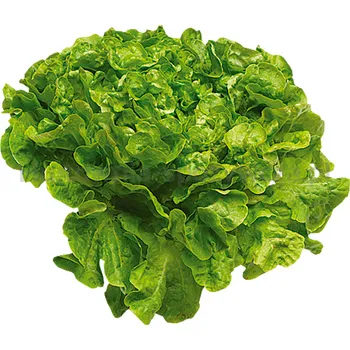 Sałata Dębowa Zielona Klasa I Włochy 1Szt