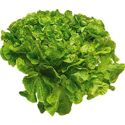 Sałata Dębowa Zielona Klasa I Włochy 1Szt