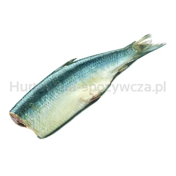 Śledź Bałtycki Tusza Około 60-100G