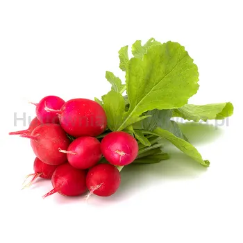 Rzodkiewka Pęczek Polska (Szt)