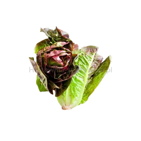 Sałata Rzymska Mini Czerwona Klasa I Hiszpania (2Szt)