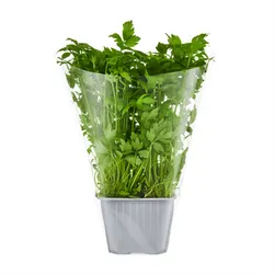 Lubczyk Xl Doniczka Pl 1Szt