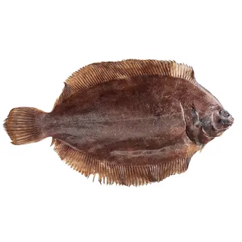 Złocica Odgardlona 300-1000G